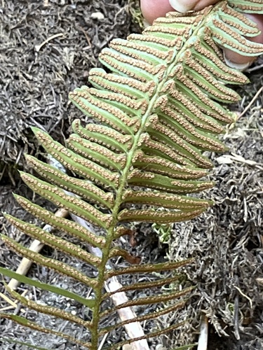 Polystichum imbricans observed 2026-10-05