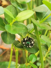 Phidippus audax