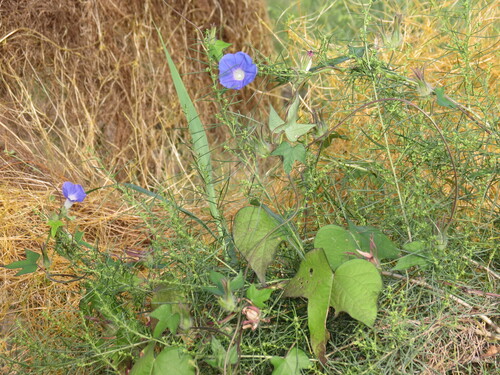 ivy-leaved morning-glory