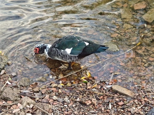 Muscovy Duck