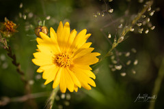 Coreopsis grandiflora