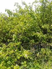 Cornus sericea occidentalis