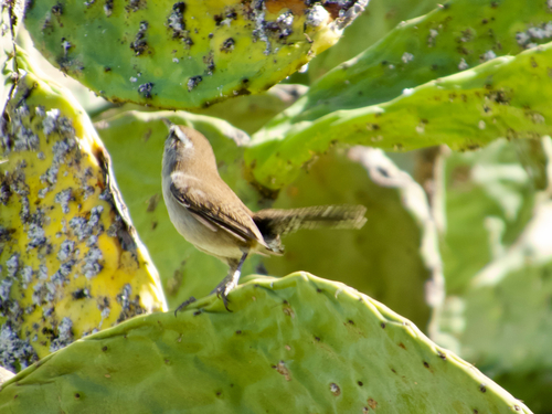 Bewick's Wren