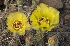 Grusonia aggeria