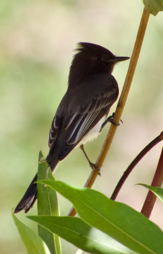 Black Phoebe