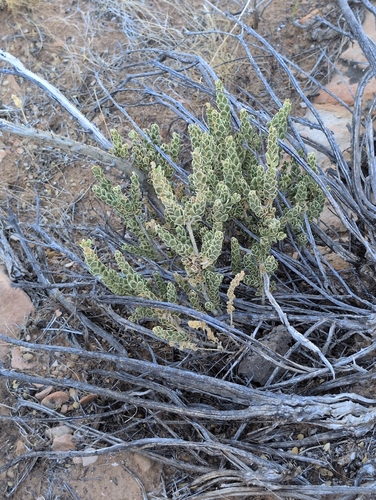 Mortonia utahensis, 2026-10-05