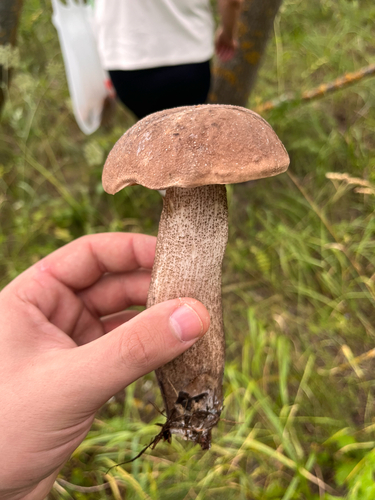 Brown Birch-bolete