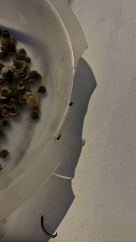 Hollyhock Weevil