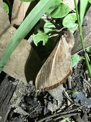 Oxycanus