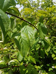 Cornus sericea occidentalis
