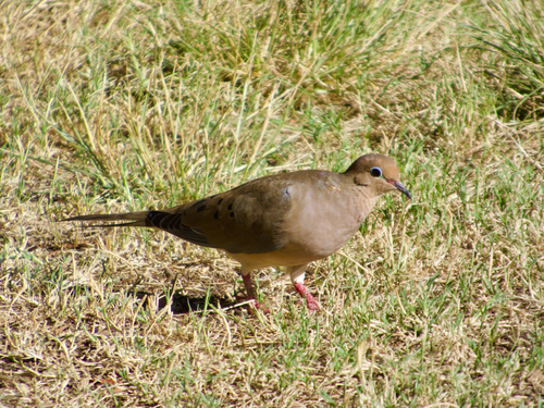Mourning Dove