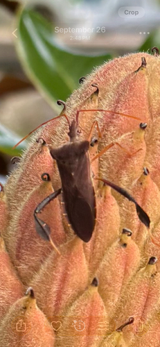 Magnolia Leaf-footed Bug