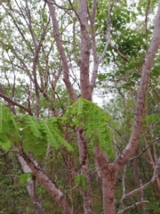 Piptadenia obliqua