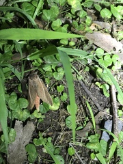 Oxycanus