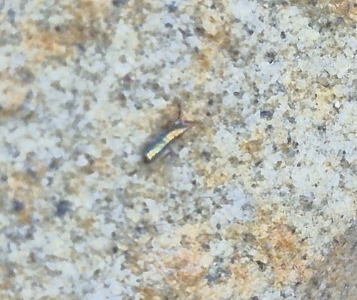 Lepidocyrtus paradoxus