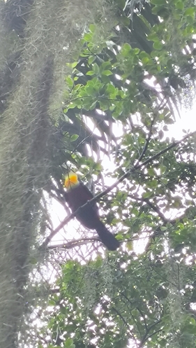 Red-breasted Toucan