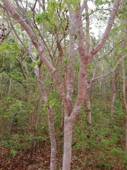 Piptadenia obliqua