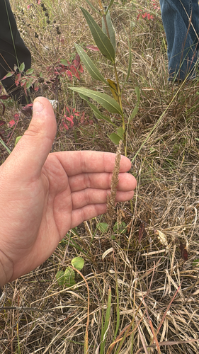 Koeleria macrantha observed 2026-10-01
