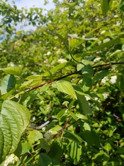 Cornus sericea occidentalis