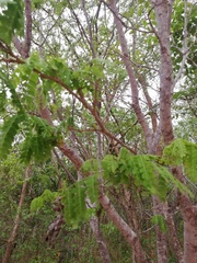 Piptadenia obliqua