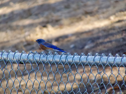 Western Bluebird