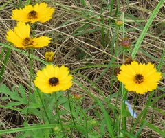 Coreopsis basalis
