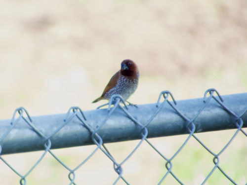 Scaly-breasted Munia