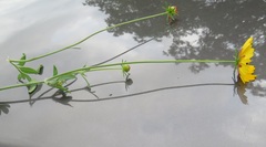 Coreopsis basalis