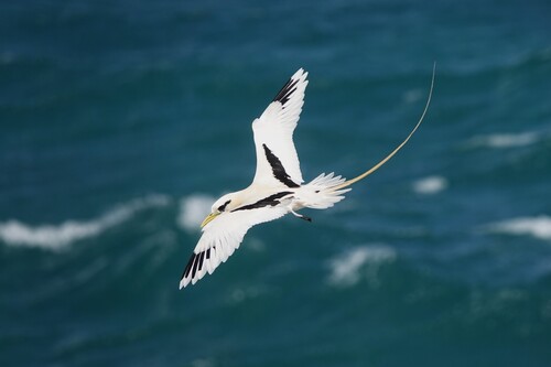 Phaethon lepturus observed 2026-10-04