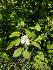 Cornus sericea occidentalis