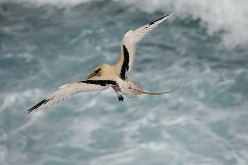 Phaethon lepturus observed 2026-10-04