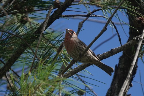 Haemorhous mexicanus observed 2026-10-04