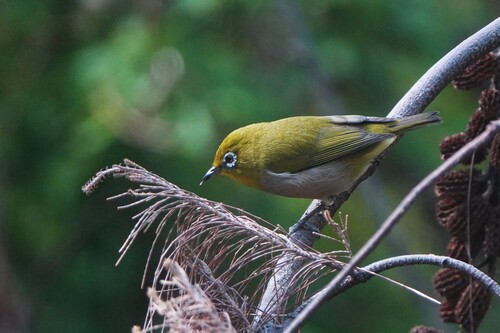 Zosterops japonicus observed 2026-10-04