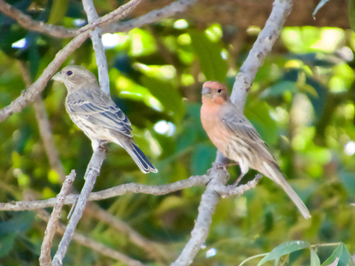 House Finch