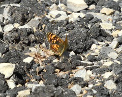 Phyciodes pulchella camillus