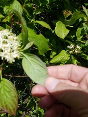 Cornus sericea occidentalis
