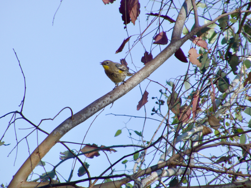 Yellow-rumped Warbler