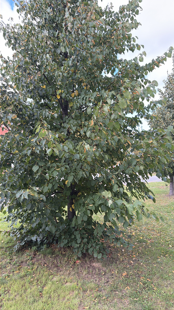 A planted linden still fully green, with only a few yellow leaves on the grass beneath it.