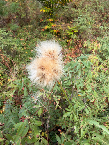 tawny cottongrass