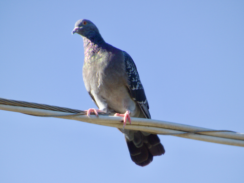 Feral Pigeon