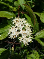 Cornus sericea occidentalis