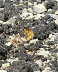 Phyciodes pulchella camillus