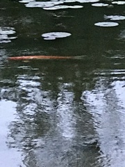 Cyprinus rubrofuscus