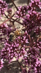 Apis mellifera