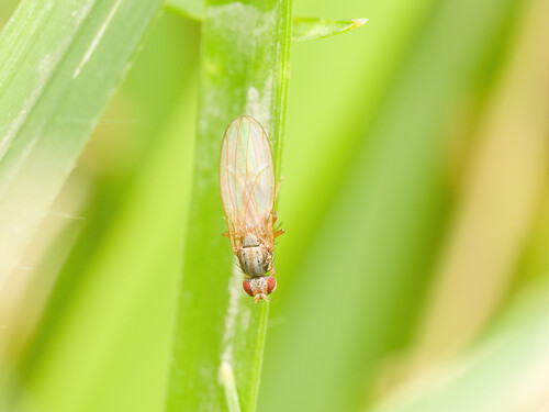 Scaptomyza pallida observed 2026-10-04