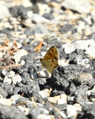 Phyciodes pulchella camillus