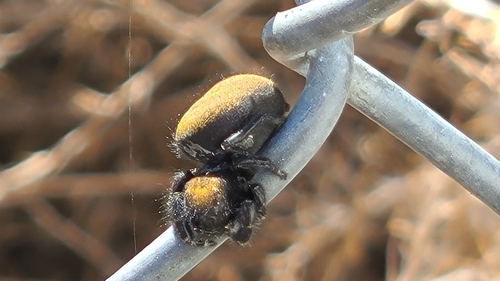 Apache Jumping Spider