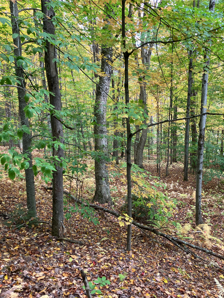 Inside a hardwood forest whose canopy is mixed green and yellow, with fresh fallen leaves over the floor.