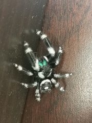 Phidippus audax