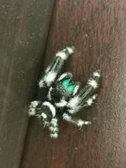 Phidippus audax